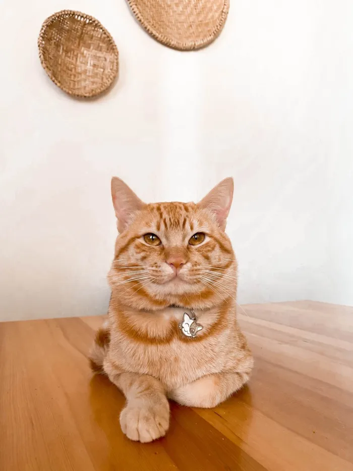Gato ra a SRD idade 1 ano nome Miguel 