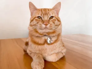 Gato raça SRD idade 1 ano nome Miguel 