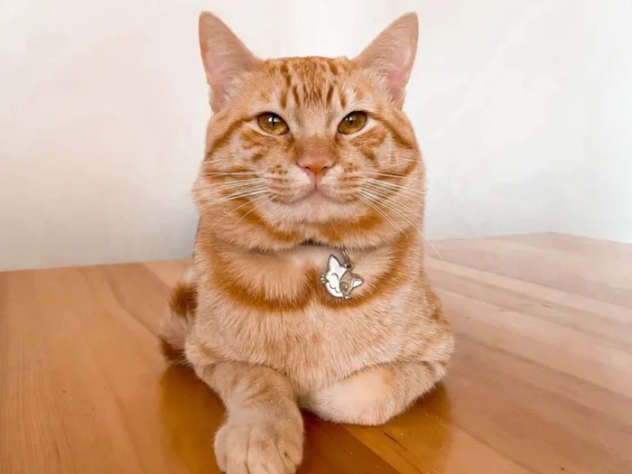 Gato ra a SRD idade 1 ano nome Miguel 