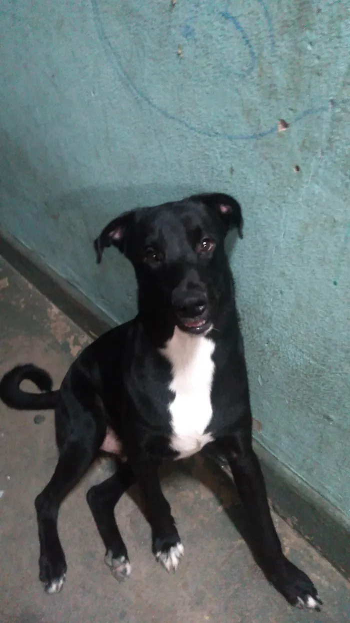 Cachorro ra a SRD-ViraLata idade 1 ano nome Quiara