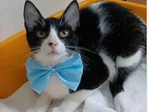 Gato raça srd frajolinha  idade 2 a 6 meses nome OTTO