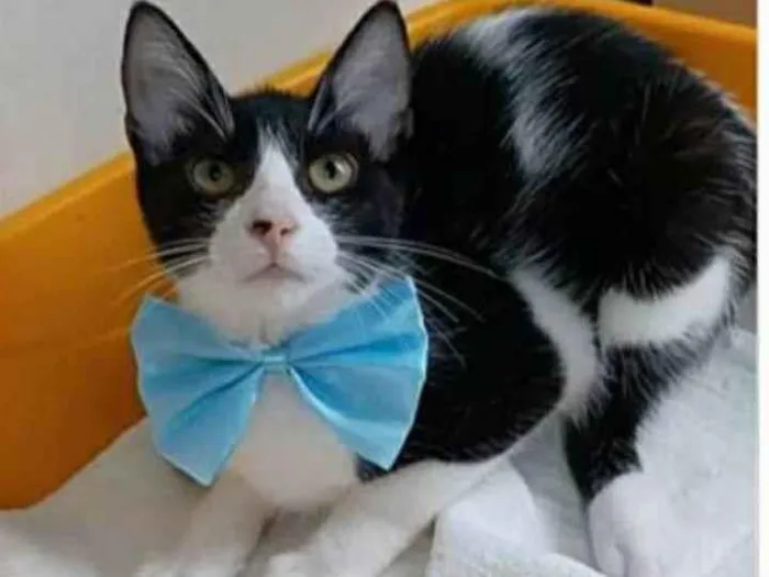 Gato ra a srd frajolinha  idade 2 a 6 meses nome OTTO