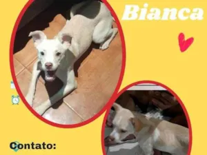 Cachorro raça SRD idade 2 a 6 meses nome Bianca 
