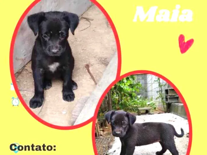Cachorro raça SRD idade 2 a 6 meses nome Maia 