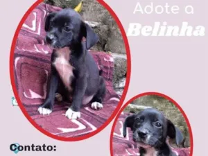 Cachorro raça SRD idade 2 a 6 meses nome Belinha 