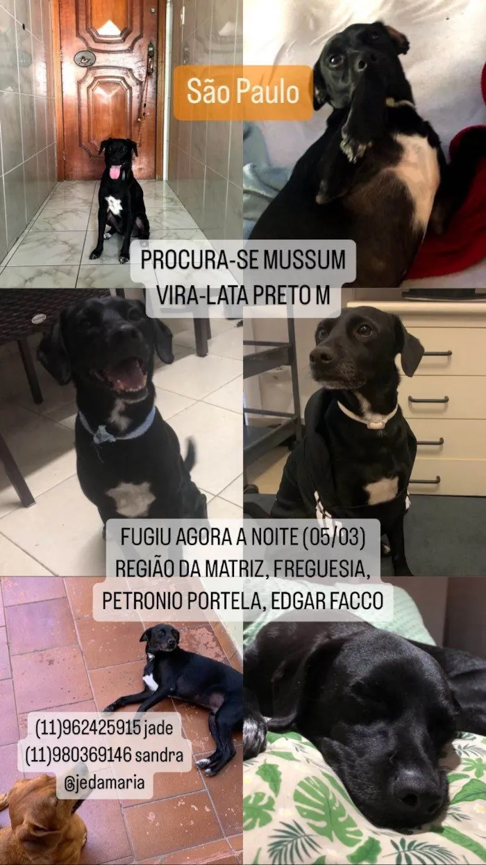 Cachorro ra a SRD idade 5 anos nome GRATIFICA - Mussum