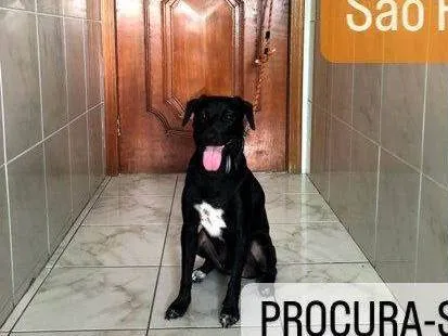 Cachorro ra a SRD idade 5 anos nome GRATIFICA - Mussum