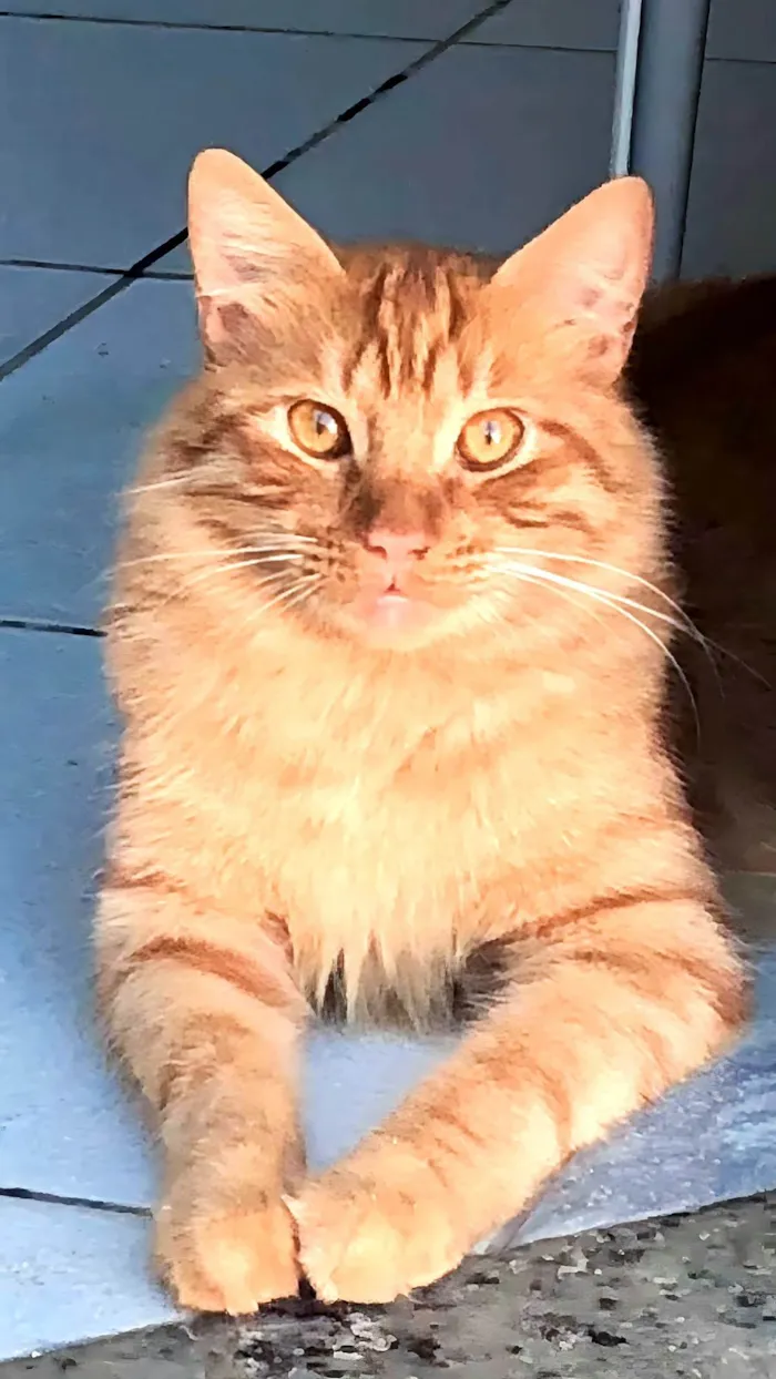 Gato raça SRD-ViraLata idade 1 ano nome Frango