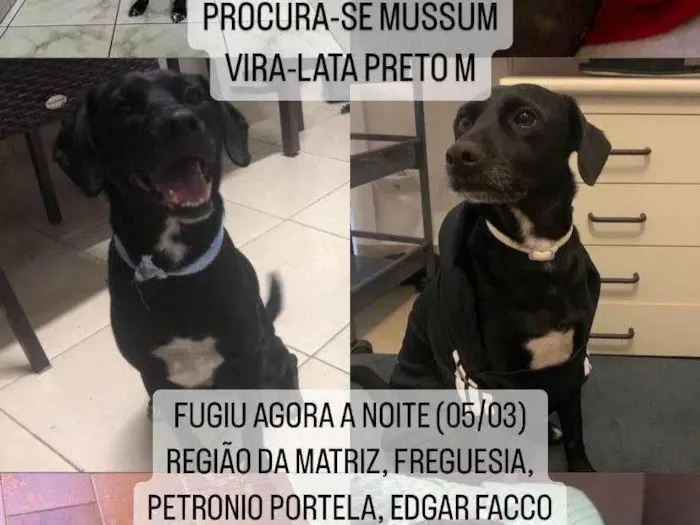 Cachorro ra a SRD idade 5 anos nome GRATIFICA - Mussum