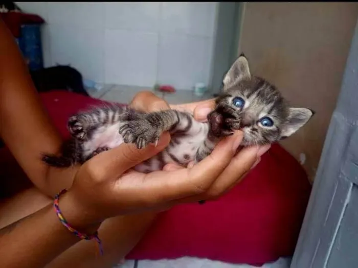 Gato ra a Dragão li  idade Abaixo de 2 meses nome Sem nome