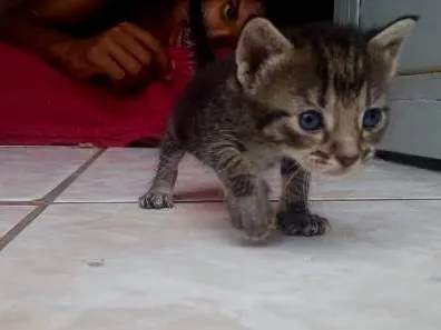 Gato ra a Dragão li  idade Abaixo de 2 meses nome Sem nome