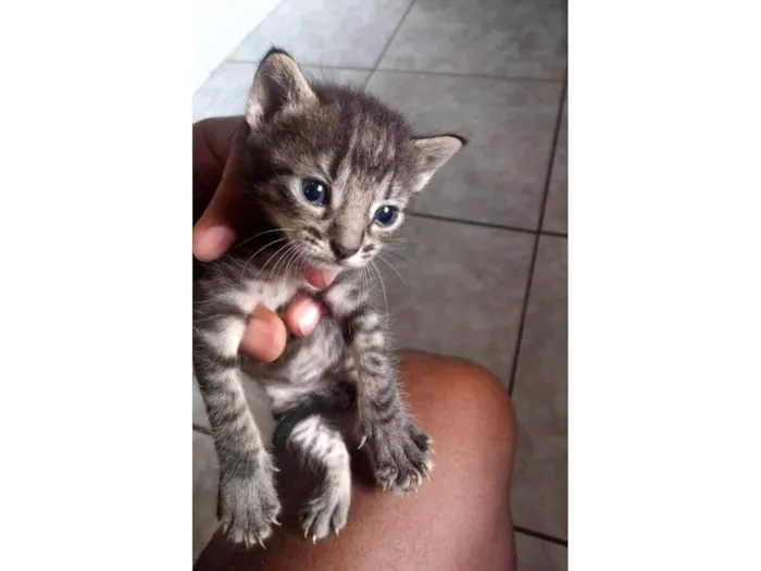 Gato ra a Dragão li  idade Abaixo de 2 meses nome Sem nome