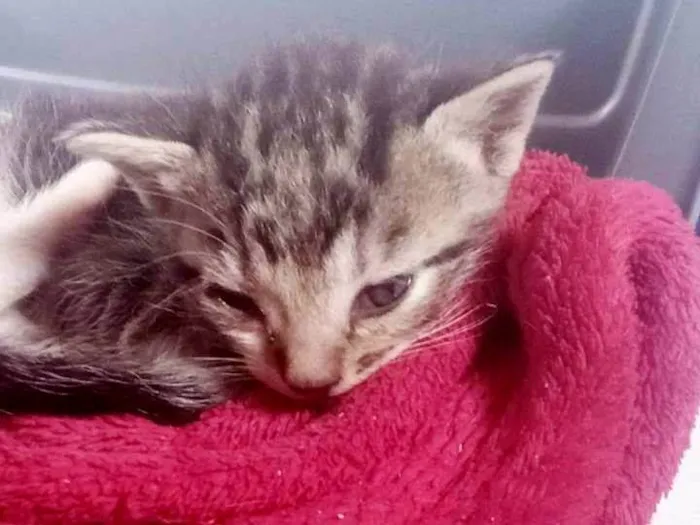 Gato ra a Dragão li  idade Abaixo de 2 meses nome Sem nome