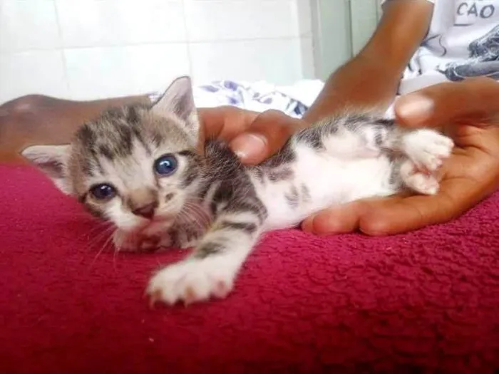 Gato ra a Dragão li  idade Abaixo de 2 meses nome Sem nome