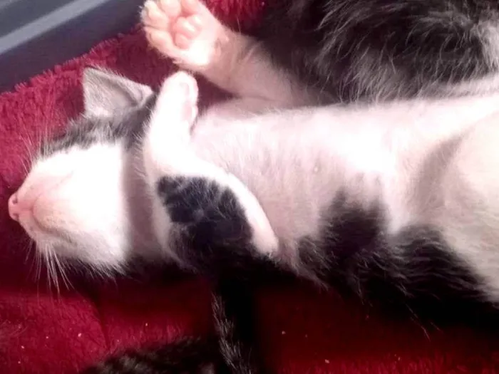 Gato ra a Dragão li  idade Abaixo de 2 meses nome Sem nome