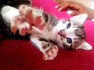 Gato raça Dragão li  idade Abaixo de 2 meses nome Sem nome