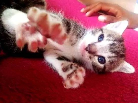 Gato ra a Dragão li  idade Abaixo de 2 meses nome Sem nome