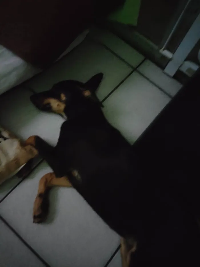 Cachorro ra a SRD-ViraLata idade 2 a 6 meses nome Sky