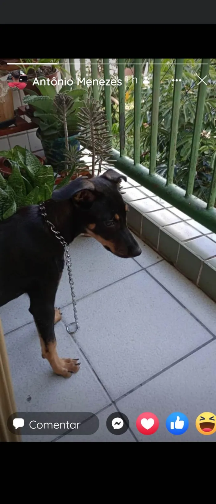 Cachorro ra a SRD-ViraLata idade 2 a 6 meses nome Sky