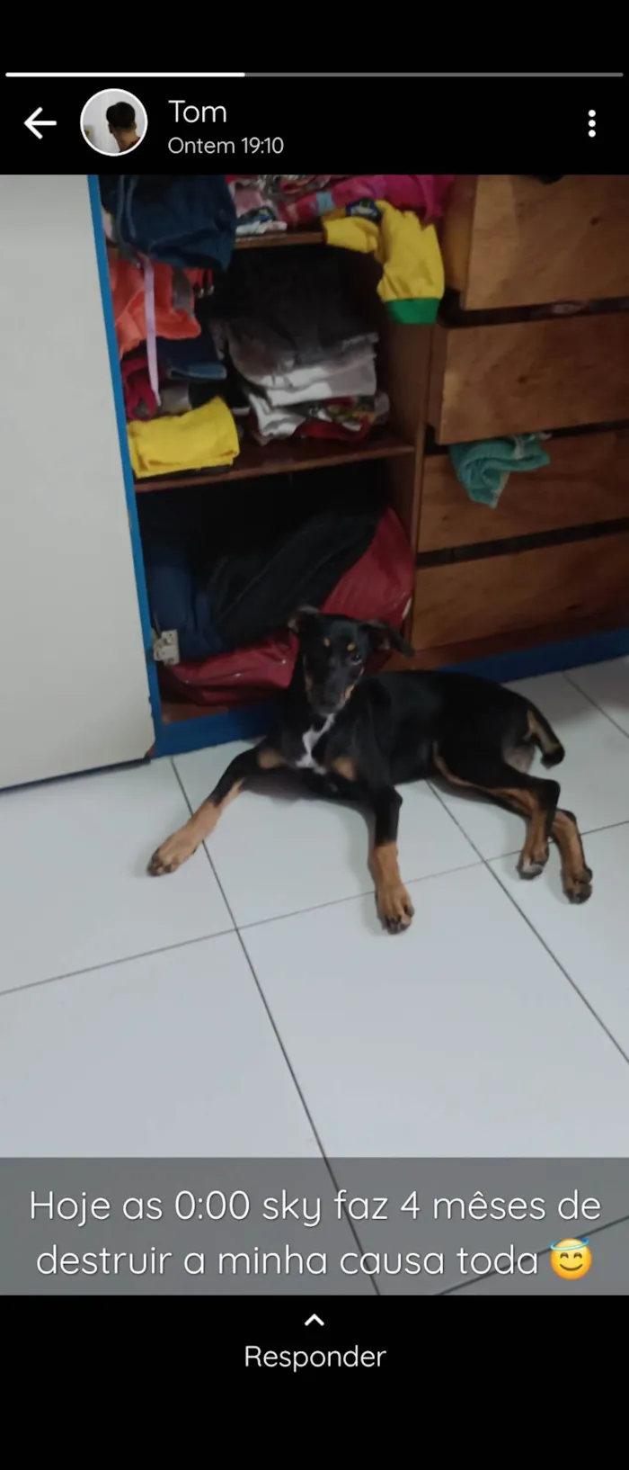 Cachorro ra a SRD-ViraLata idade 2 a 6 meses nome Sky