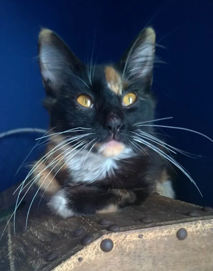 Gato ra a srd idade 7 a 11 meses nome SCARLLET