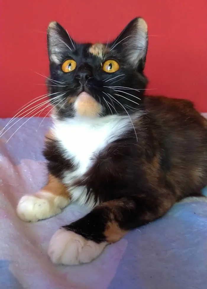Gato ra a srd idade 7 a 11 meses nome SCARLLET