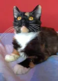 SCARLLET