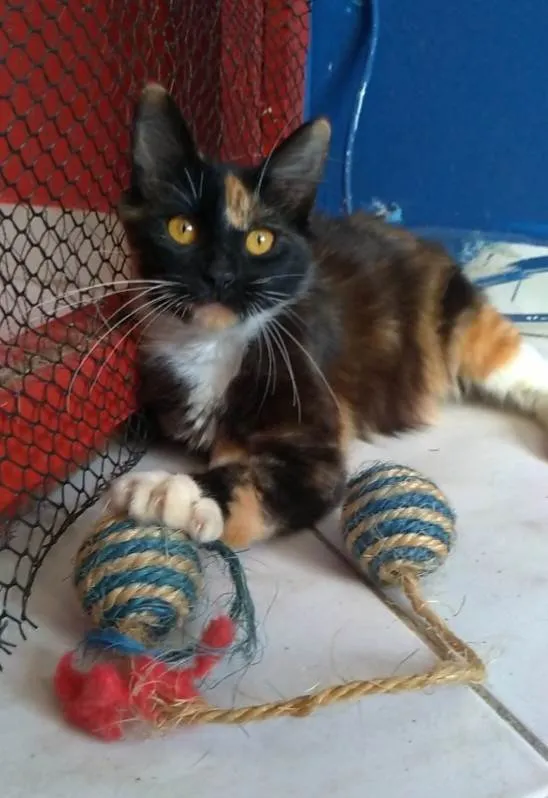 Gato ra a srd idade 7 a 11 meses nome SCARLLET