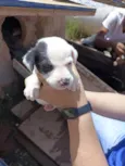 Cachorro raça SRD-Varios idade Abaixo de 2 meses nome Doguinhos bebês 