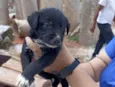 Cachorro raça SRD-Varios idade Abaixo de 2 meses nome Doguinhos bebês 