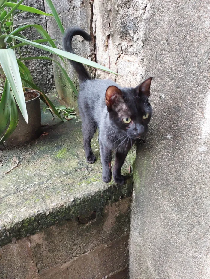 Gato ra a  idade 7 a 11 meses nome t'challa