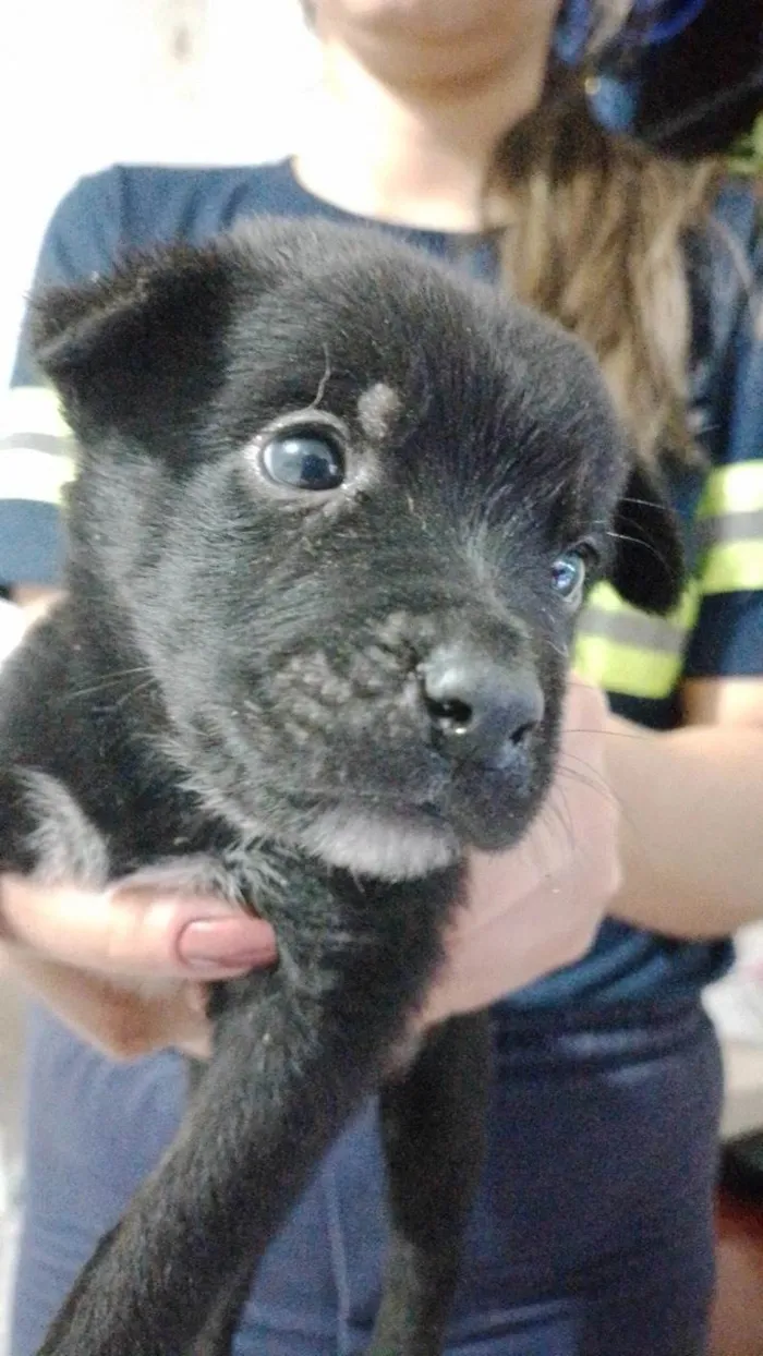 Cachorro ra a SRD-ViraLata idade 2 a 6 meses nome Apollo