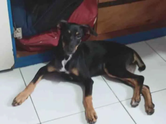Cachorro ra a SRD-ViraLata idade 2 a 6 meses nome Sky