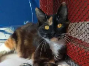 Gato raça srd idade 7 a 11 meses nome SCARLLET