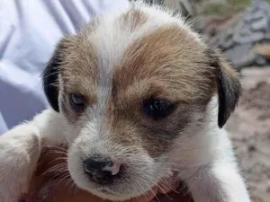 Cachorro raça SRD-Varios idade Abaixo de 2 meses nome Doguinhos bebês 