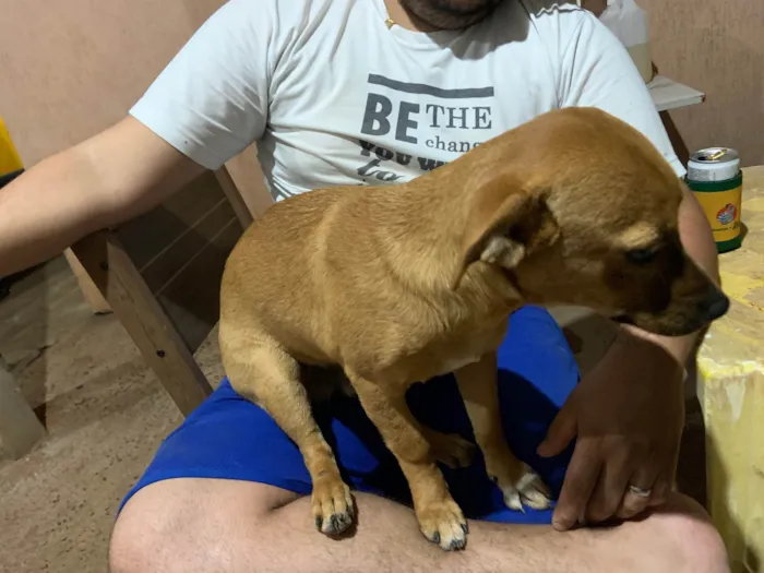 Cachorro ra a SRD-ViraLata idade 7 a 11 meses nome Bolota