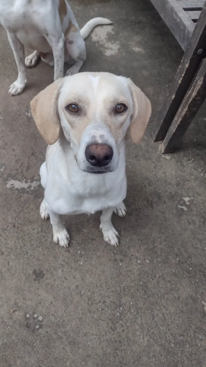 Cachorro ra a SRD-ViraLata idade 1 ano nome Mel