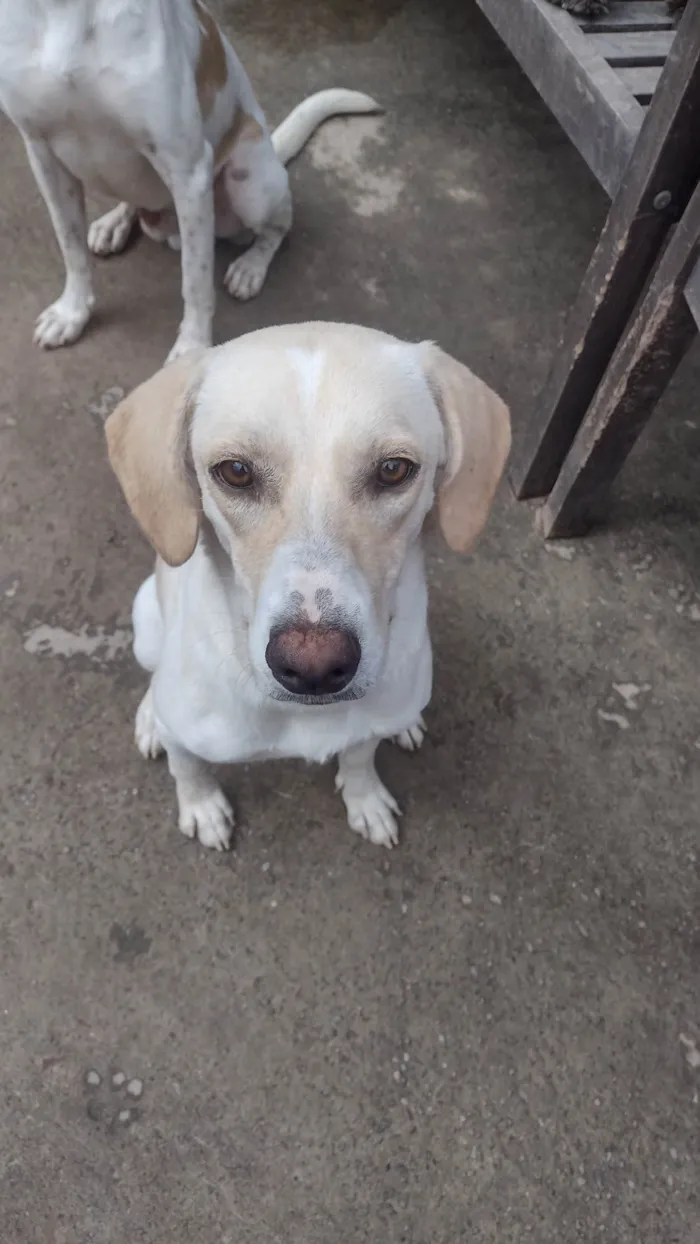 Cachorro ra a SRD-ViraLata idade 1 ano nome Mel