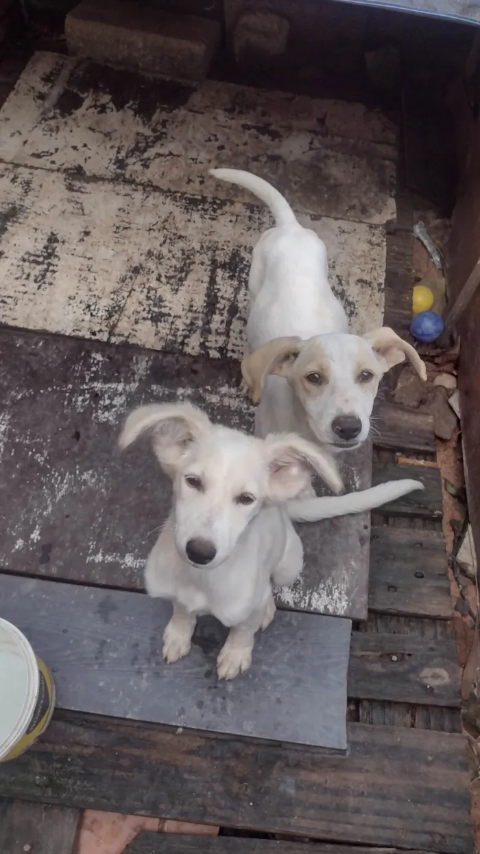 Cachorro ra a SRD-ViraLata idade 2 a 6 meses nome Amora e pimentinha