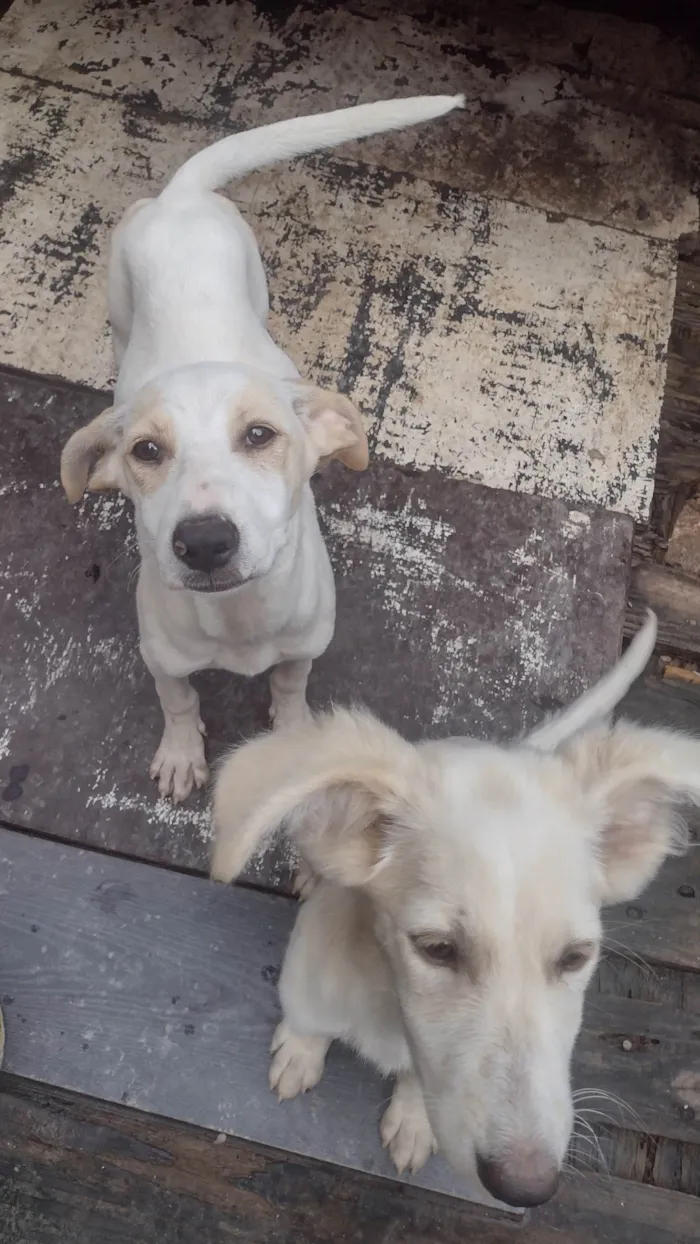 Cachorro ra a SRD-ViraLata idade 2 a 6 meses nome Amora e pimentinha