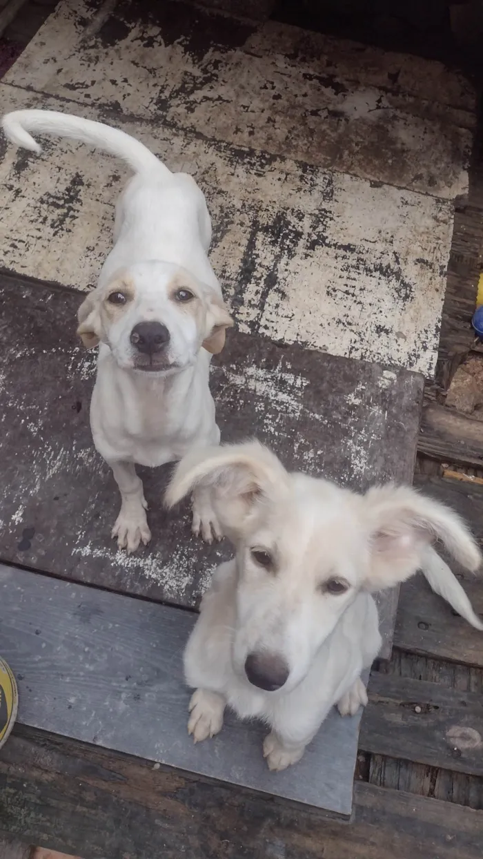 Cachorro ra a SRD-ViraLata idade 2 a 6 meses nome Amora e pimentinha