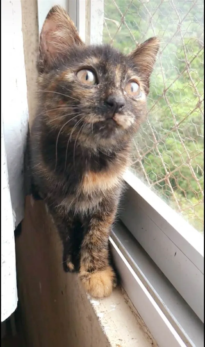 Gato ra a srd escaminha  idade 2 a 6 meses nome CACAU