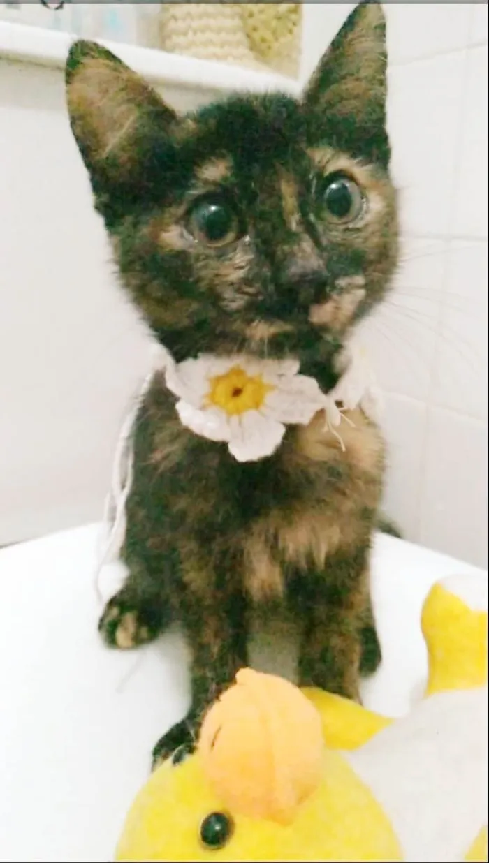 Gato ra a srd escaminha  idade 2 a 6 meses nome CACAU
