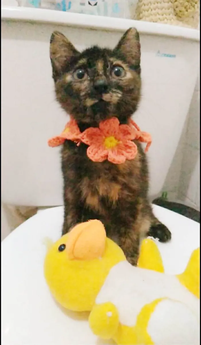 Gato ra a srd escaminha  idade 2 a 6 meses nome CACAU