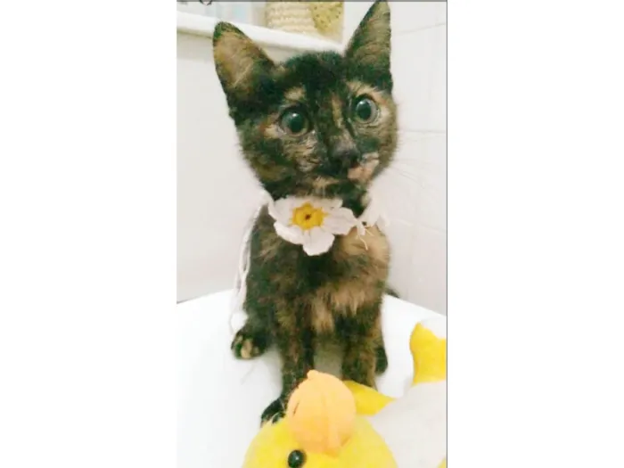 Gato ra a srd escaminha  idade 2 a 6 meses nome CACAU