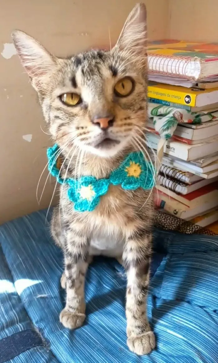 Gato ra a srd tigradinha  idade 7 a 11 meses nome NINA