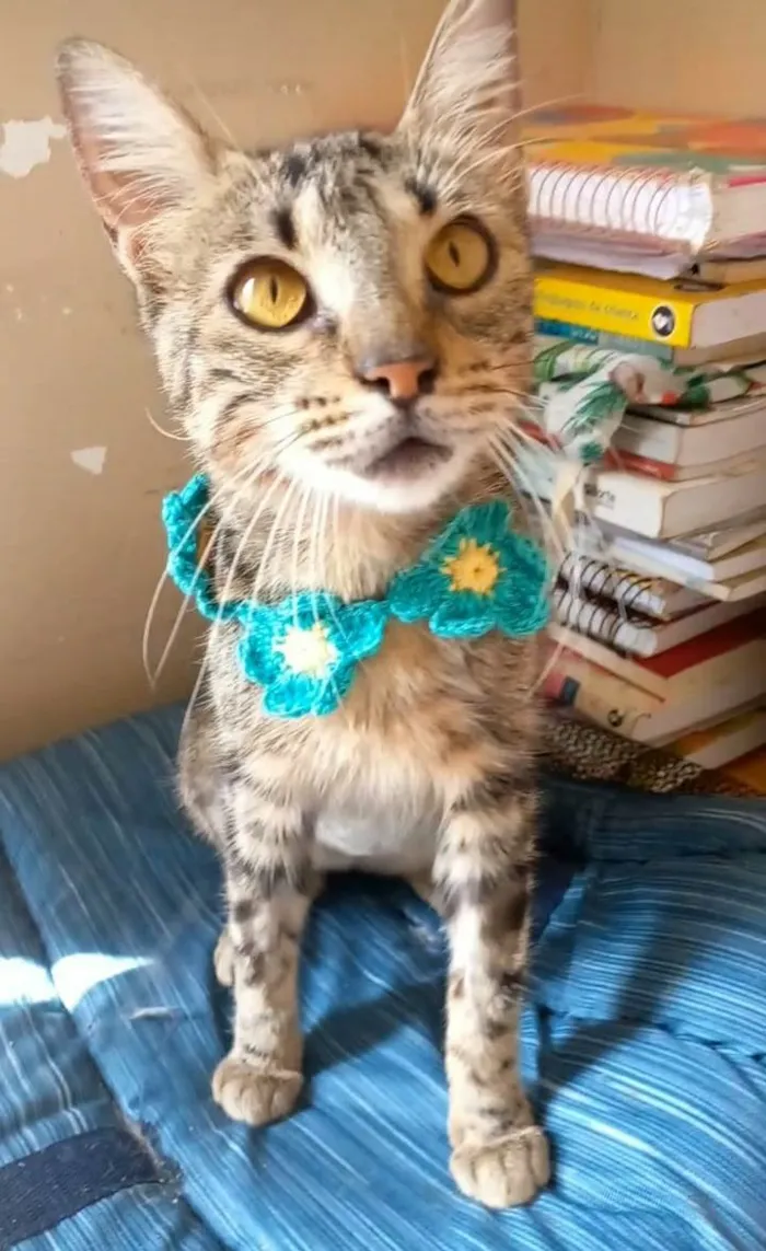 Gato ra a srd tigradinha  idade 7 a 11 meses nome NINA