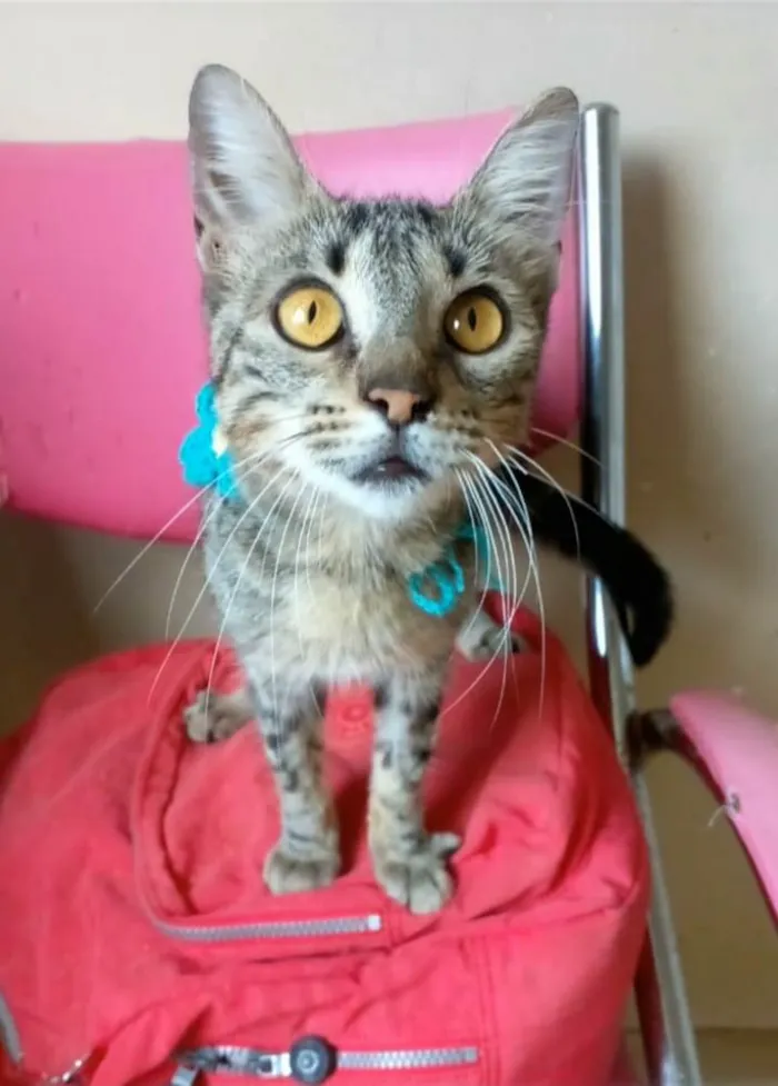 Gato ra a srd tigradinha  idade 7 a 11 meses nome NINA