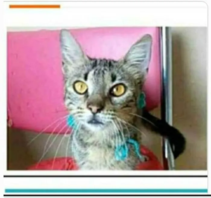 Gato ra a srd tigradinha  idade 7 a 11 meses nome NINA