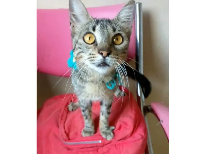 Gato ra a srd tigradinha  idade 7 a 11 meses nome NINA